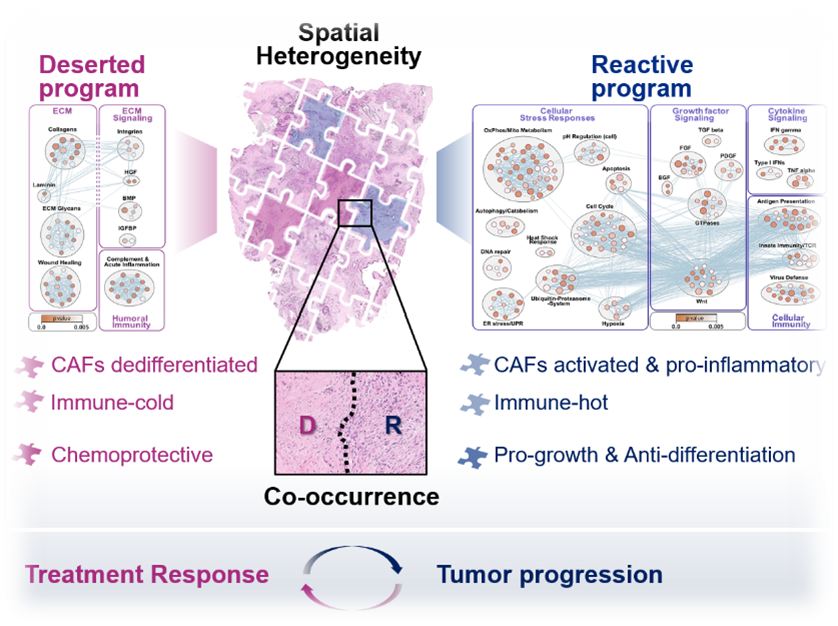 Tissue self-organization in solid tumors